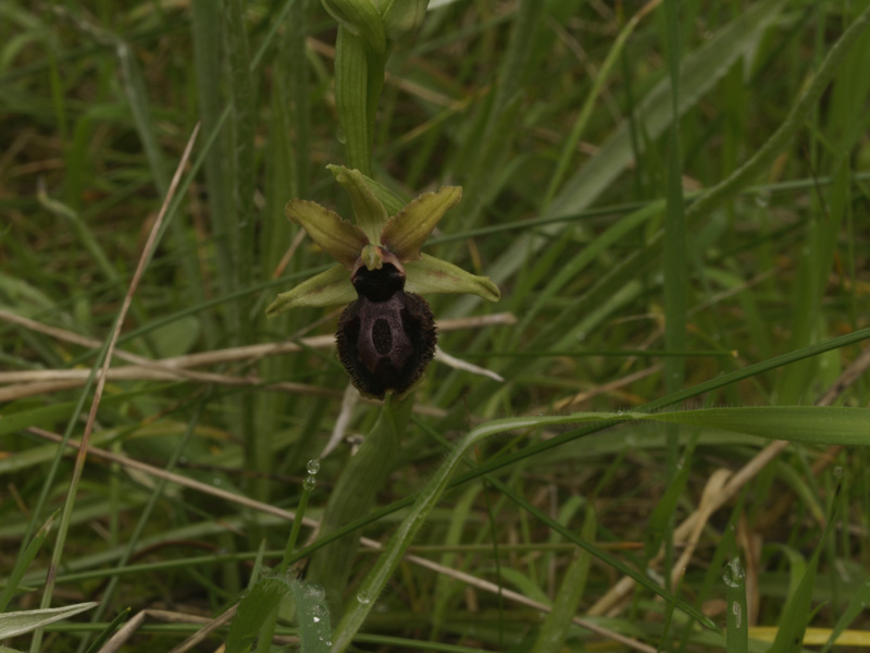 Ophrys passionis a Metaponto